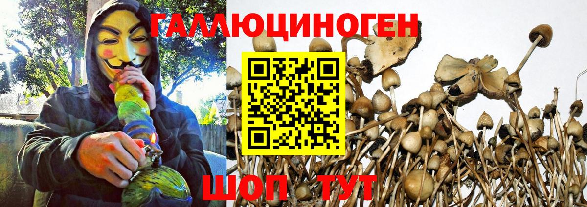 Псилоцибиновые грибы мицелий Барабинск